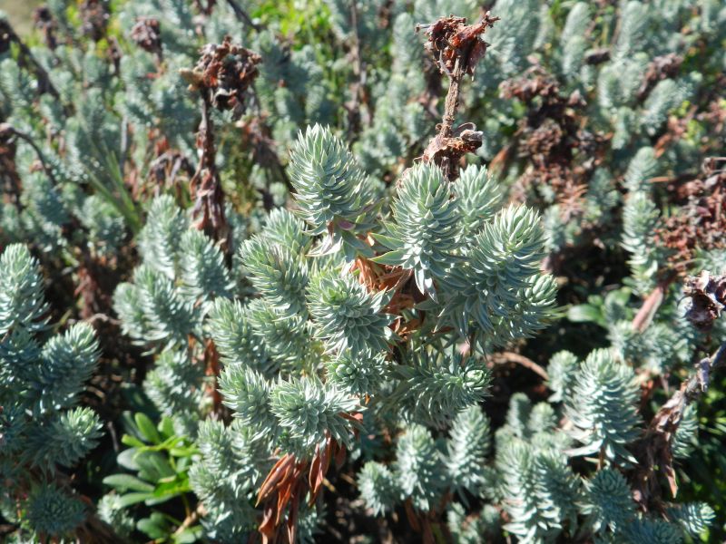 Euphorbia pithyusa